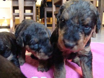 chiots_24jours_gamins_31.JPG