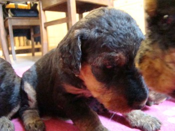 chiots_24jours_gamins_32.JPG