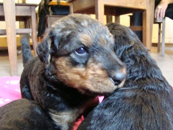 chiots_24jours_gamins_33.JPG