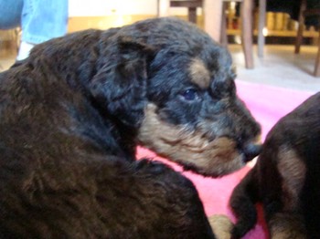 chiots_24jours_gamins_34.JPG