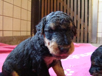 chiots_24jours_gamins_36.JPG
