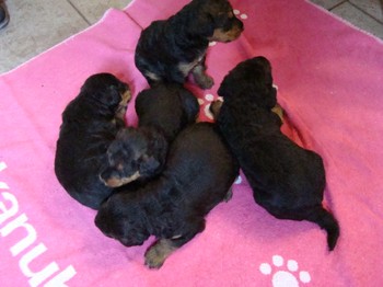 chiots_24jours_gamins_37.JPG