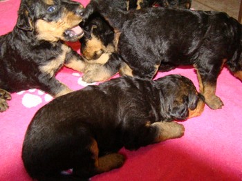 chiots_24jours_les8_38.JPG
