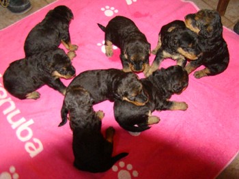 chiots_24jours_les8_39.JPG