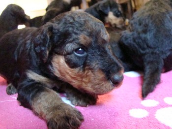 chiots_24jours_les8_40.JPG
