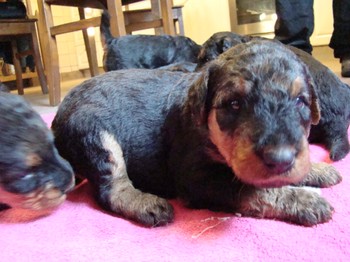 chiots_24jours_les8_41.JPG