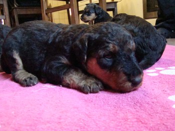 chiots_24jours_les8_42.JPG