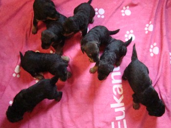 chiots_24jours_les8_43.JPG