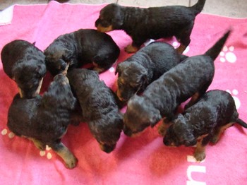 chiots_24jours_les8_44.JPG