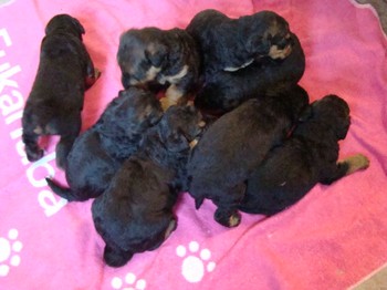 chiots_24jours_les8_45.JPG