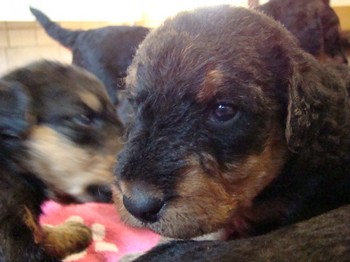 chiots_24jours_les8_46.JPG