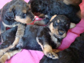 chiots_24jours_les8_47.JPG