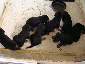 chiots_24jours_les8_48.JPG