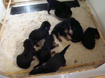 chiots_24jours_les8_49.JPG
