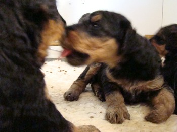 chiots_24jours_les8_50.JPG