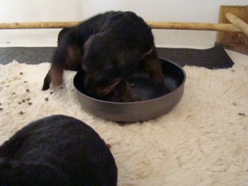 chiots_24jours_les8_51.JPG