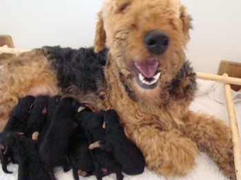chiots_4jours_1