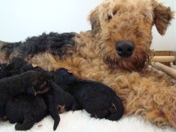 chiots_4jours_10