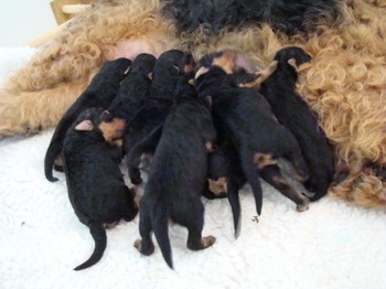 chiots_4jours_11