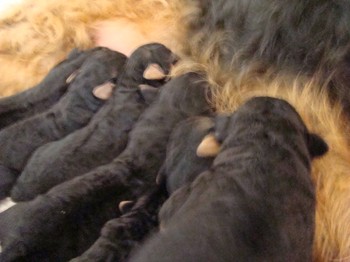 chiots_4jours_12