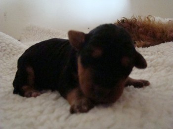 chiots_4jours_13