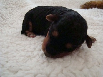chiots_4jours_14