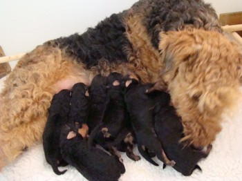 chiots_4jours_2