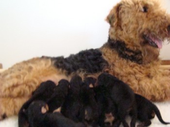 chiots_4jours_3