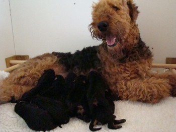 chiots_4jours_4