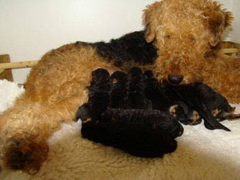 chiots_4jours_5