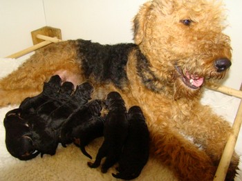 chiots_4jours_6