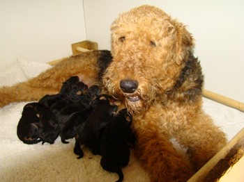 chiots_4jours_7