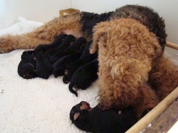 chiots_4jours_8