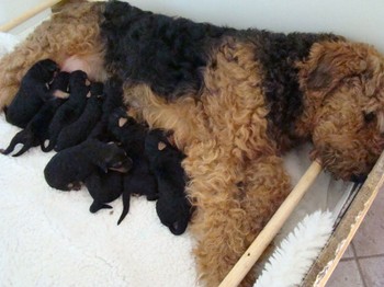 chiots_4jours_9