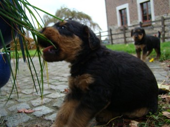 chiots_5semaines_fifilles_1