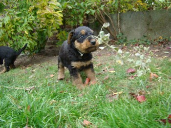 chiots_5semaines_fifilles_10.JPG