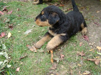 chiots_5semaines_fifilles_11.JPG
