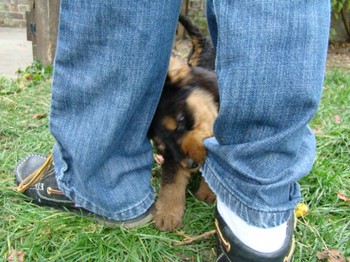 chiots_5semaines_fifilles_12.JPG