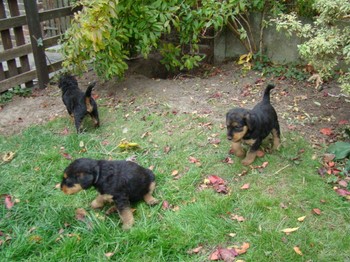 chiots_5semaines_fifilles_13.JPG