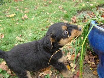 chiots_5semaines_fifilles_14.JPG