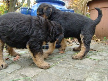 chiots_5semaines_fifilles_2.JPG