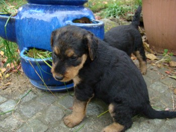 chiots_5semaines_fifilles_3.JPG
