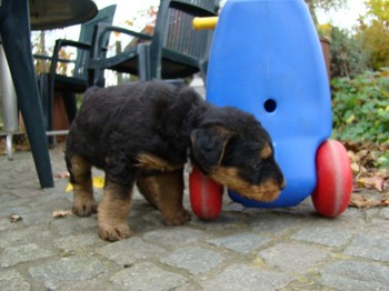 chiots_5semaines_fifilles_4.JPG