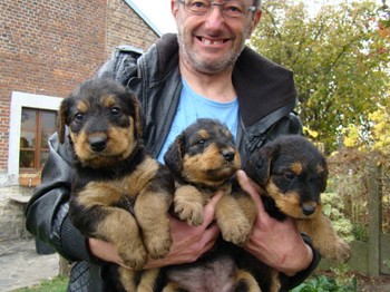 chiots_5semaines_fifilles_5.JPG