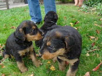 chiots_5semaines_fifilles_6.JPG