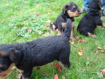 chiots_5semaines_fifilles_7.JPG