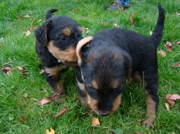 chiots_5semaines_fifilles_8.JPG