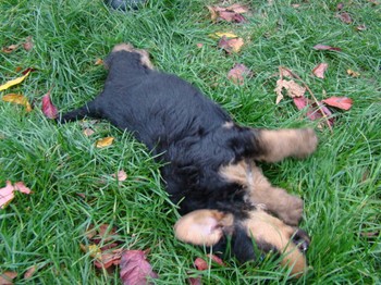 chiots_5semaines_fifilles_9.JPG
