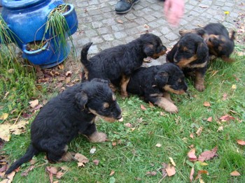 chiots_5semaines_gamins_1.JPG