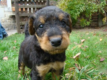 chiots_5semaines_gamins_10.JPG